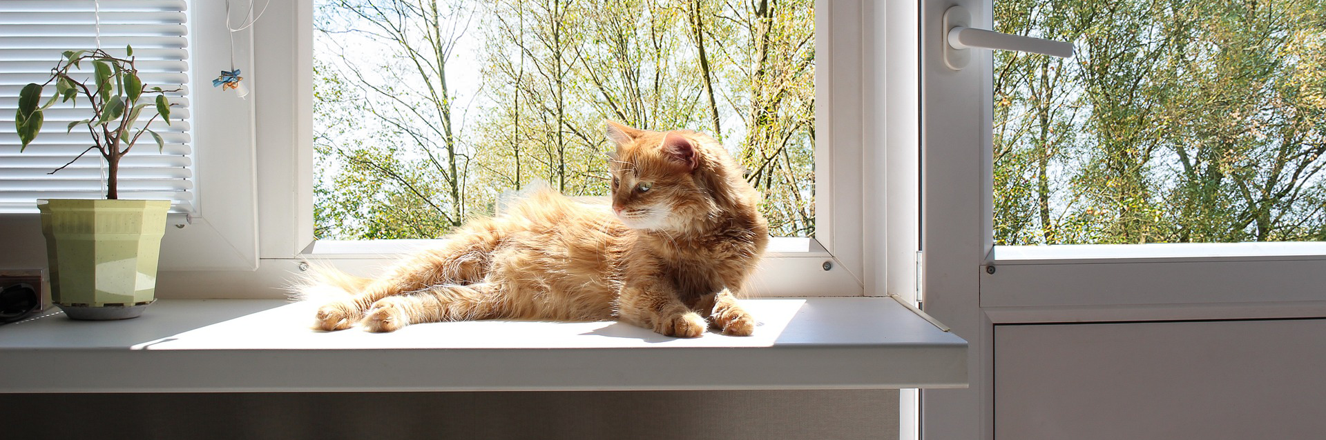 duopol parapety debica